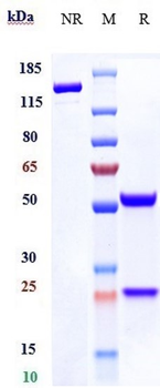 BTLA / CD272 Reference Antibody (Tifcemalimab)