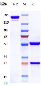CD2 Reference Antibody (siplizumab)