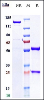 CD28 Reference Antibody (Theralizumab)