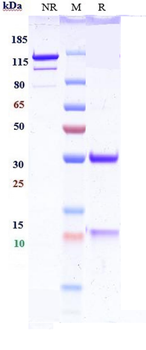 IL-13 Reference Antibody (lebrikizumab)