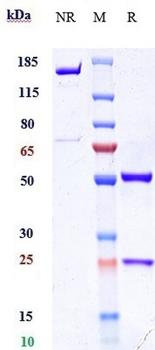 ERBB2 / HER2 / CD340 Reference Antibody (Trastuzumab duocarmazine)