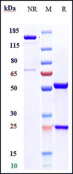 Integrin a4 / ITGA4 / CD49d Reference Antibody (natalizumab)