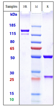 FZD Reference Antibody (vantictumab)