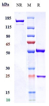 CD3 Reference Antibody (visilizumab)