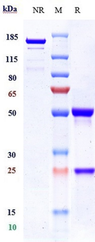 Integrin aVb3 (ITGAV & ITGB3) Reference Antibody (etaracizumab)