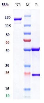 CCL5 / RANTES Reference Antibody (VLST-002)