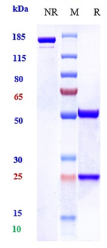 PAC1 Reference Antibody (zelminemab)