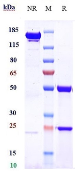 ERBB2 / HER2 / CD340 Reference Antibody (zanidatamab)
