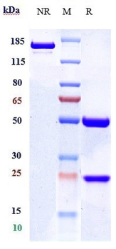 CB1 / CNR1 Reference Antibody (nimacimab)