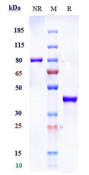 B7-H1 / PD-L1 / CD274 Reference Antibody (envafolimab)
