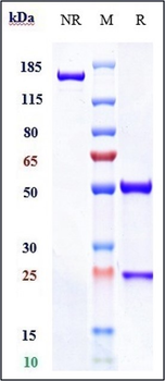 PDCD1 / PD-1 / CD279 Reference Antibody (cemiplimab)