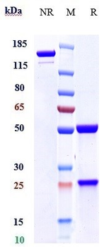 Mesothelin Reference Antibody (amatuximab)