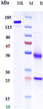 GPR49 / LGR5 Reference Antibody (BNC101)