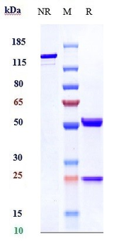 VEGF Reference Antibody