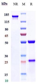 SLC1A5 / ASCT2 Reference Antibody (idactamab)
