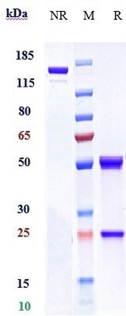 IGF1R / CD221 Reference Antibody (Lonigutamab-MMAE)