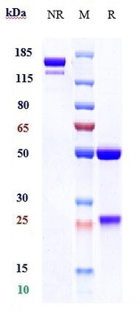 TNFRSF9 / 4-1BB / CD137 Reference Antibody (utomilumab)