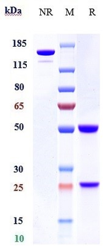 Complement C3 Reference Antibody (NGM621)