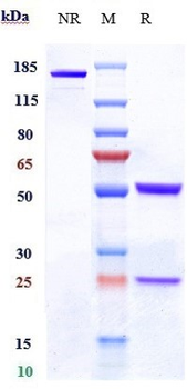 CD19 Reference Antibody (denintuzumab)