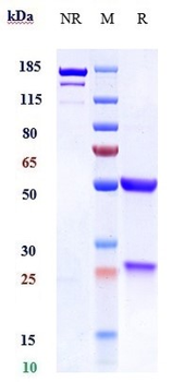 LILRA4 / ILT7 / CD85g Reference Antibody (daxdilimab)