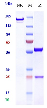 FOLR1 / FRA Reference Antibody (farletuzumab-MMAE)
