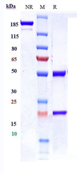 CDCP1 / CD318 Reference Antibody (38 E11)