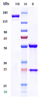 TNFRSF5 / CD40 Reference Antibody (selicrelumab)