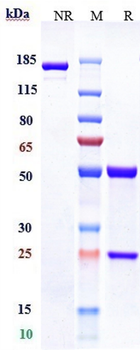 Siglec-3 / CD33 Reference Antibody (gemtuzumab-CLM)