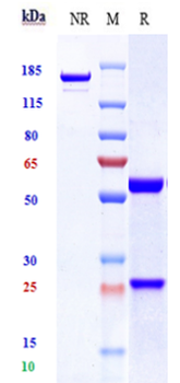 Siglec-2 / CD22 Reference Antibody (inotuzumab-MMAE)