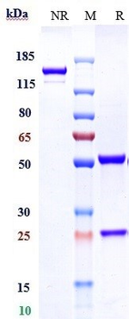 IL-18 Reference Antibody (Camoteskimab)