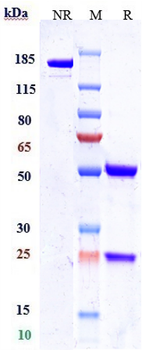 Nectin-4 Reference Antibody (enfortumab vedotin-ejfv)