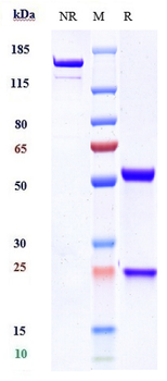 ERBB2 / HER2 / CD340 Reference Antibody (trastuzumab deruxtecan)