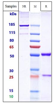 ERBB2 / HER2 / CD340 Reference Antibody (margetuximab)