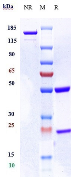 ERBB1 / EGFR / HER1 Reference Antibody (panitumumab)