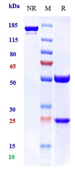 GDF15 / MIC1 Reference Antibody (ponsegromab)