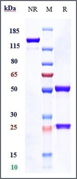 TNFRSF5 / CD40 Reference Antibody (Teneliximab)