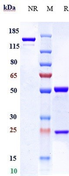 Spike RBD Reference Antibody (Casirivimab)