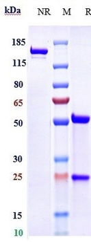 Spike RBD Reference Antibody (Cilgavimab)