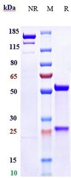 Spike RBD Reference Antibody (Regdanvimab)