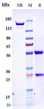 Spike RBD Reference Antibody (Etesevimab)
