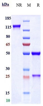 Spike RBD Reference Antibody (Imdevimab)