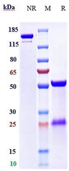 Spike RBD Reference Antibody (Sotrovimab)