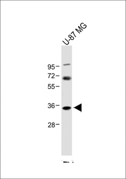 NAT8L Antibody (N-Term)