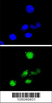 P21Cip1 Antibody