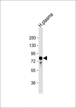 VTN Antibody (N-term)