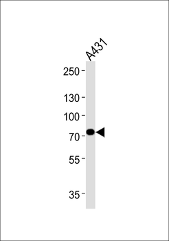 HADHA Antibody (C-term)