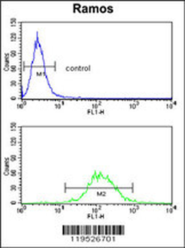 HLA-DRA Antibody (N-term)