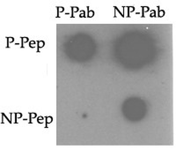 Phospho-TNIK(S764) Antibody