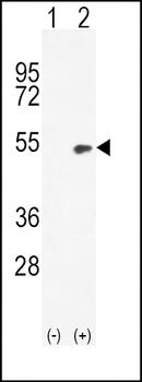 Bmp4 Antibody (N-term)