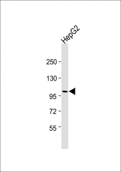 LGR5 antibody (N-term)